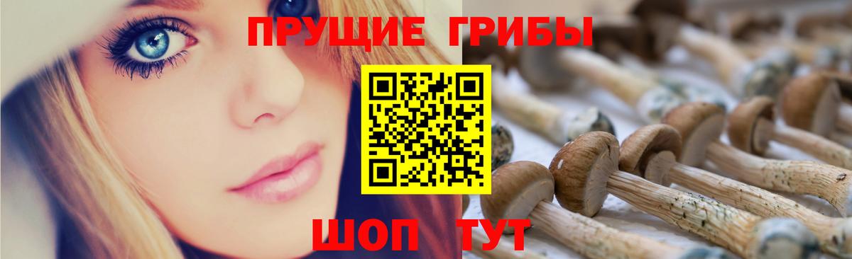 Галлюциногенные грибы Psilocybe Менделеевск